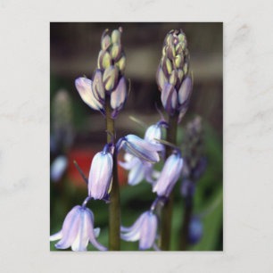 hyacinde twee briefkaart