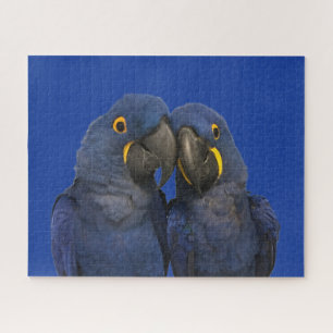 Hyacinne Macaw Parrot Rare Blue Legpuzzel
