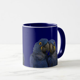 Hyacinne Macaw Parrot Rare Blue Mok