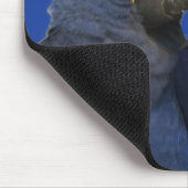 Hyacinne Macaw Parrot Rare Blue Muismat (Hoek)