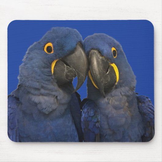 Hyacinne Macaw Parrot Rare Blue Muismat (Voorkant)
