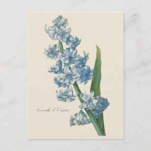 Hyacint Blauwe Bloem Illustratie Briefkaart