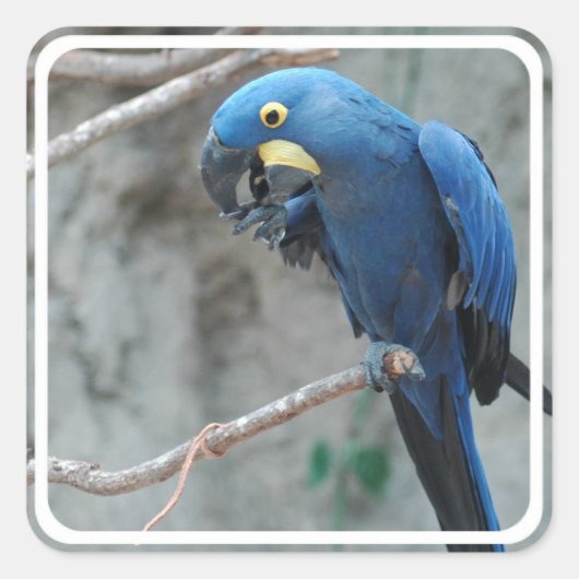Hyacint Macaw Stickers (Voorkant)