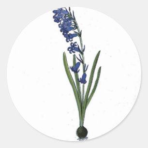  hyacinth Botanische afdruk Ronde Sticker