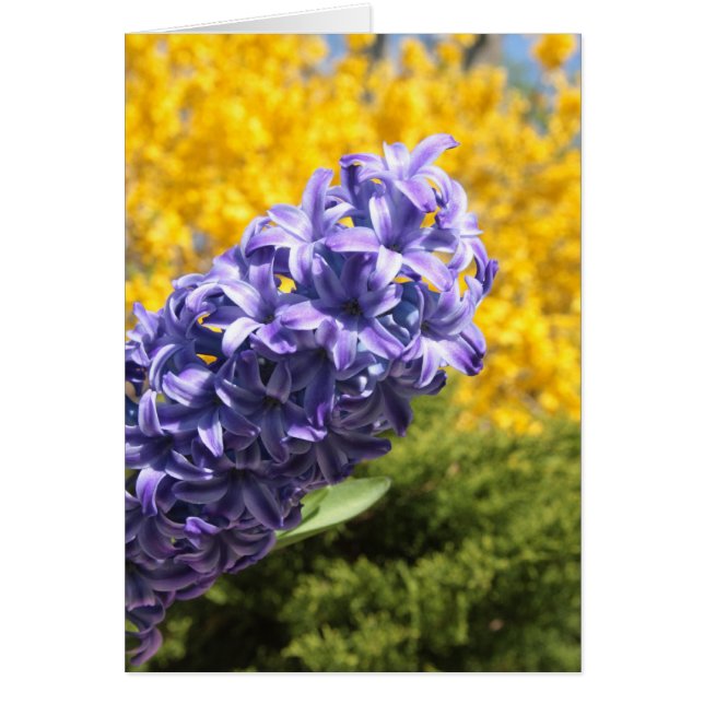 Hyacinth en Forsythia (Voorkant)