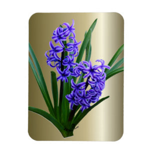 Hyacinth Flower in Full Bloom Magneet
