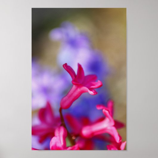 Hyacinth Flowers Poster (Voorkant)