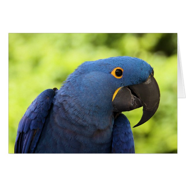 Hyacinth Macaw (Devant horizontal)