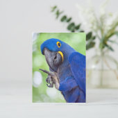 Hyacinth Macaw Bird Briefkaart (Staand voorkant)