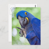 Hyacinth Macaw Bird Briefkaart (Voorkant / Achterkant)