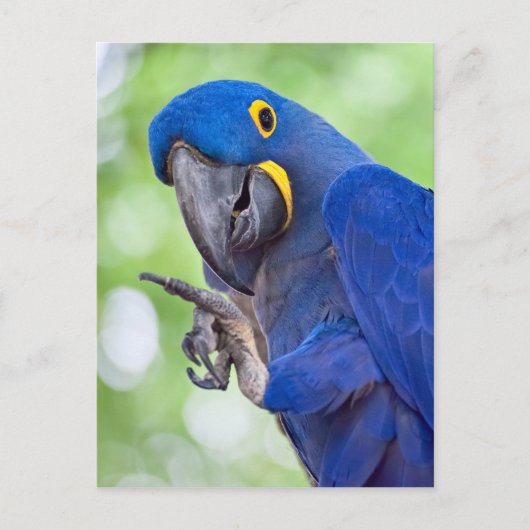 Hyacinth Macaw Bird Briefkaart (Voorkant)