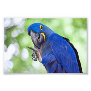 Hyacinth Macaw Bird Foto Afdruk