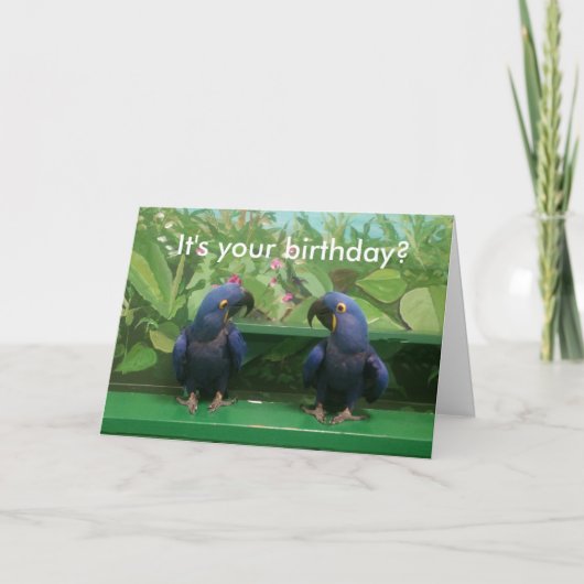 Hyacinth Macaw Birthday Kaart (Voorkant)