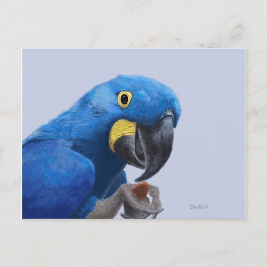 Hyacinth Macaw Briefkaart (Voorkant)