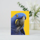 Hyacinth Macaw Briefkaart (Staand voorkant)