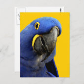 Hyacinth Macaw Briefkaart (Voorkant / Achterkant)