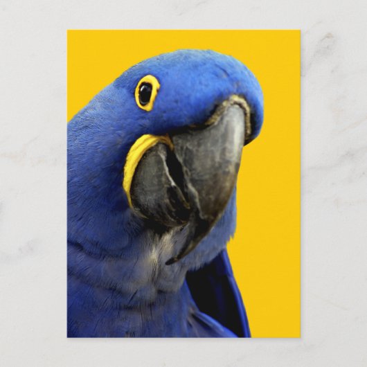 Hyacinth Macaw Briefkaart (Voorkant)