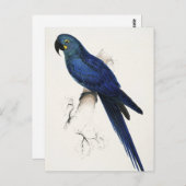 Hyacinth Macaw Briefkaart (Voorkant / Achterkant)