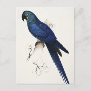 Hyacinth Macaw Briefkaart