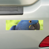 Hyacinth Macaw Bumpersticker (Op auto)