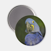 Hyacinth Macaw Magneet (Voorkant / Achterkant)