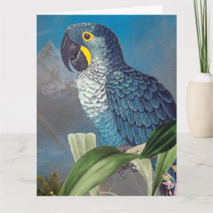 Hyacinth Macaw Parrot Bird Happy Birthday Big Card Kaart