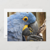 Hyacinth Macaw Parrot Briefkaart (Voorkant / Achterkant)