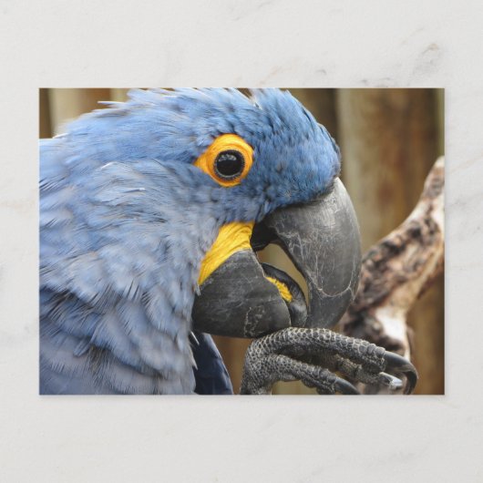Hyacinth Macaw Parrot Briefkaart (Voorkant)