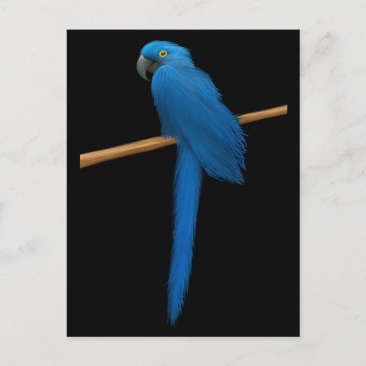 Hyacinth Macaw Parrot Briefkaart (Voorkant)