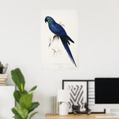 Hyacinth Macaw Poster (Thuiskantoor)