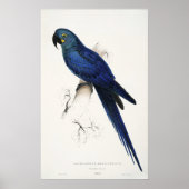 Hyacinth Macaw Poster (Voorkant)