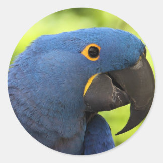 Hyacinth Macaw Ronde Sticker