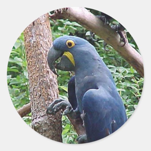 Hyacinth Macaw Ronde Sticker (Voorkant)