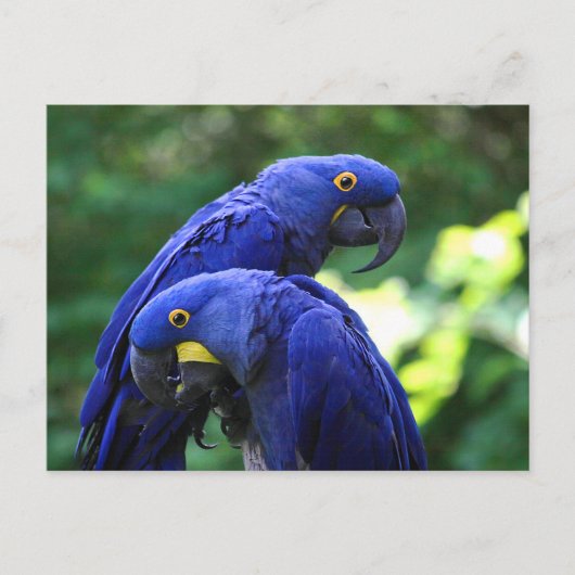 Hyacinth Macaws Briefkaart (Voorkant)