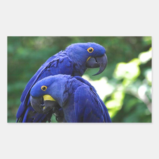 Hyacinth Macaws Rechthoekige Sticker (Voorkant)