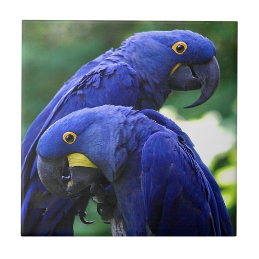 Hyacinth Macaws Tegeltje (Voorkant)
