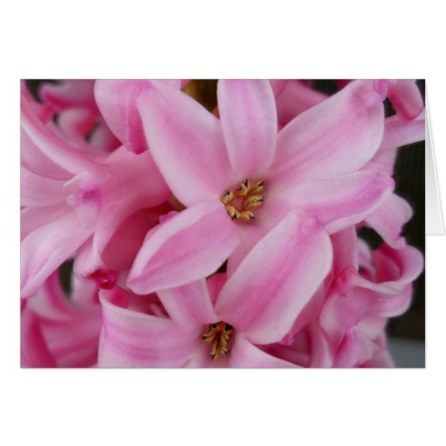 hyacinthe rose (Devant horizontal)