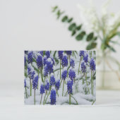 Hyacinthes de raisin dans carte postale Neige (Debout devant)