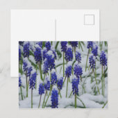 Hyacinthes de raisin dans carte postale Neige (Devant / Derrière)