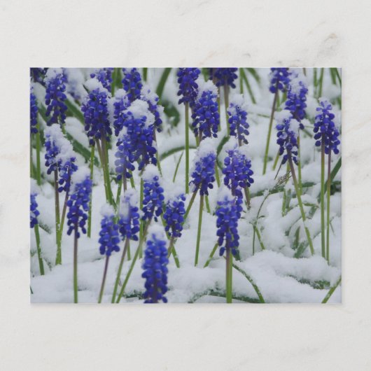 Hyacinthes de raisin dans carte postale Neige (Devant)