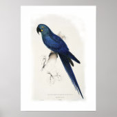 Hyacinthine macaw poster (Voorkant)