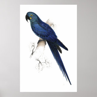 Hyacinthine Maccaw door Edward Lear Poster
