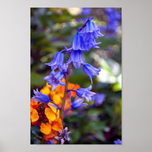Hyacinthoides Bluebell Spring Flowers Poster (Voorkant)