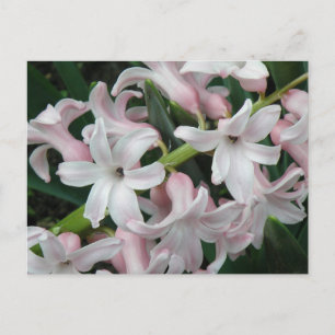 Hyacinths Briefkaart