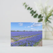 Hyacinths Briefkaart (Staand voorkant)