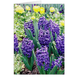 Hyacinths en Afrikaanse Tulpen