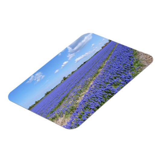 Hyacinths Magneet (Linkerzijde)