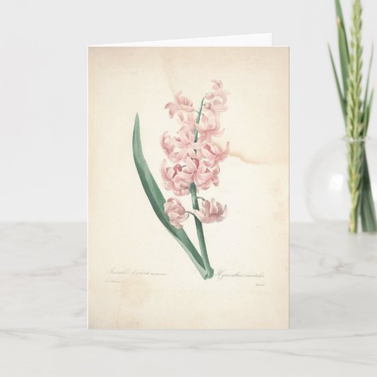 Hyacinthus Orientalis par la carte de sympathie de (Devant)