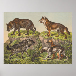 Hyaena, Wolf en Dogs Poster