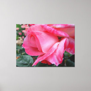 Hybrid Tea Roos Barbara Struik op Canvas Afdruk